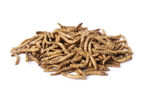 a pile of fried worms seasoned with garlic and herbs, on a white background