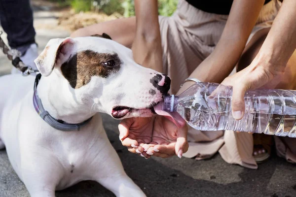 Giving water to the dog — Stock Photo, Image