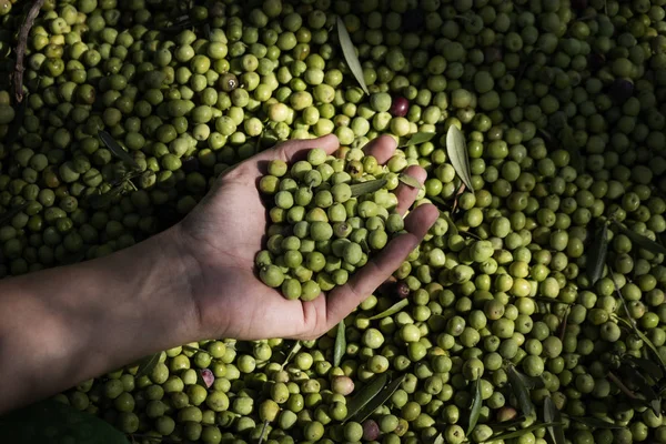 Man harvesting olives in Spain — Stock Photo, Image