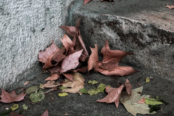 Dry leaves on an outdoor stairway — Stock Photo, Image