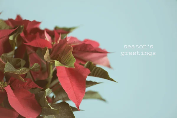 Weihnachtsblume und Text Jahreszeiten Grüße — Stockfoto