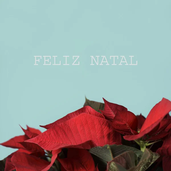 Poinsettia y texto feliz navidad en portugues — Foto de Stock