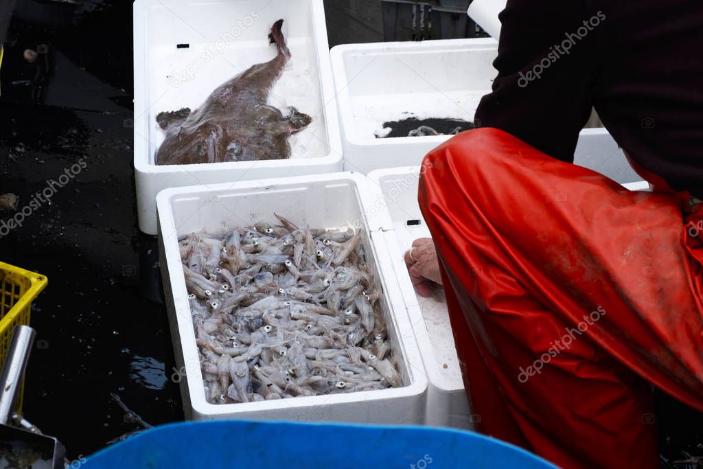 fisherman sorting the fish on board 
