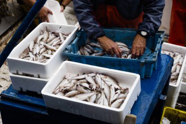 fisherman sorting the fish on board  clipart