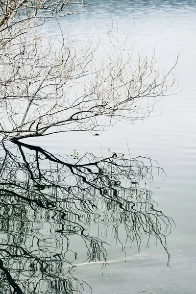 Seção Superior Uma Árvore Que Emerge Água Uma Lagoa Lago — Fotografia de Stock