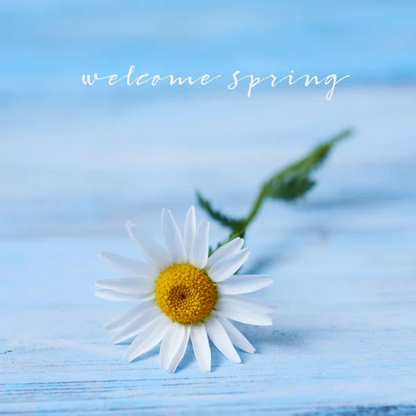 Closeup Daisy Flower Rustic Blue Wooden Surface Text Welcome Spring — Stock Photo, Image