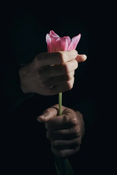 Closeup Man Grabbing Beautiful Pink Tulip His Hands Black Background — Stock Photo, Image