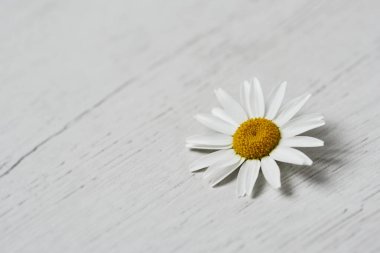Beyaz ahşap bir yüzeyde, solunda boş bir alan olan papatya çiçeğine yakın plan.
