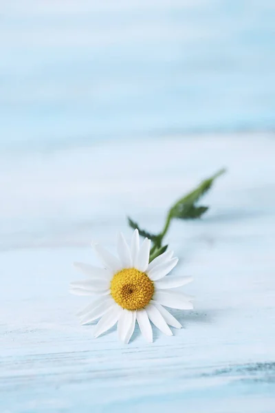 Closeup Daisy Flower Rustic Blue Wooden Surface Some Blank Space — Stock Photo, Image