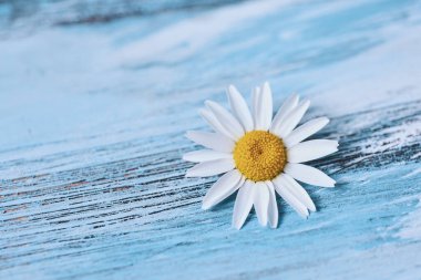 closeup of a daisy flower on a rustic blue wooden surface with some blank space on the left clipart