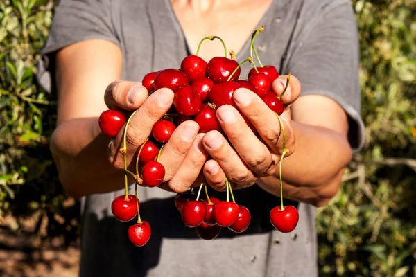 Closeup Young Caucasian Man Outdoors Handful Ripe Cherries His Hands — Stock Photo, Image