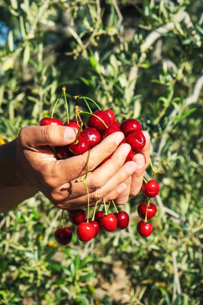 Primer Plano Joven Caucásico Aire Libre Con Puñado Cerezas Maduras —  Fotos de Stock