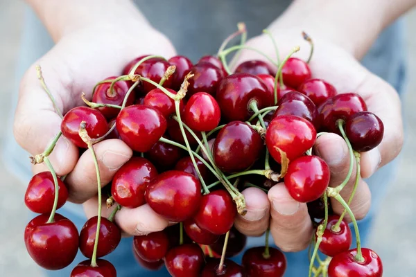 Açık havada, elinde bir avuç olgun kirazla, organik bir meyve bahçesinden yeni toplanmış beyaz bir adamın yakın çekimi.