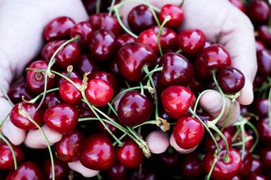 Açık havada, elinde bir avuç olgun kirazla, organik bir meyve bahçesinden yeni toplanmış beyaz bir adamın yakın çekimi.