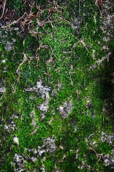 苔と石の壁 — ストック写真