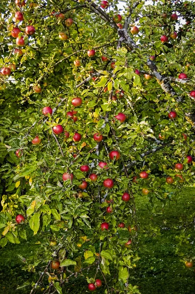 Manzanas en el jardín — Foto de Stock