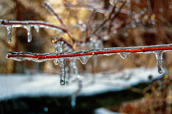 Icicles in garden — Stock Photo, Image