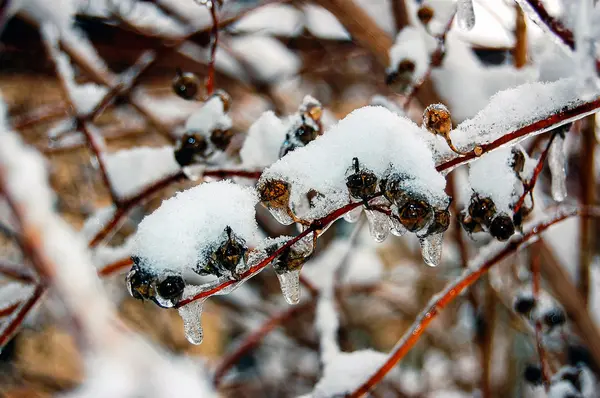 Icicles on tree branch — Stock Photo, Image