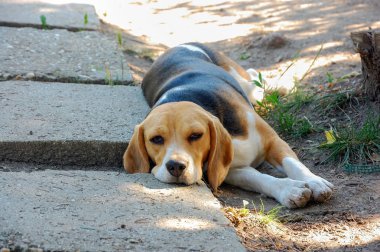 Bahçede dinlenme beagle