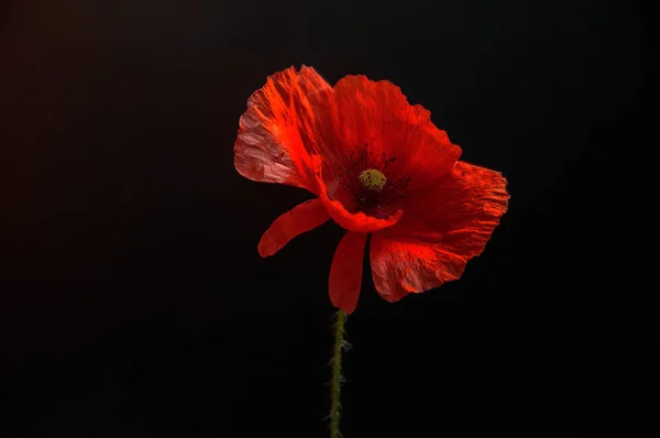 Close up of a Red Poppy Stock Image