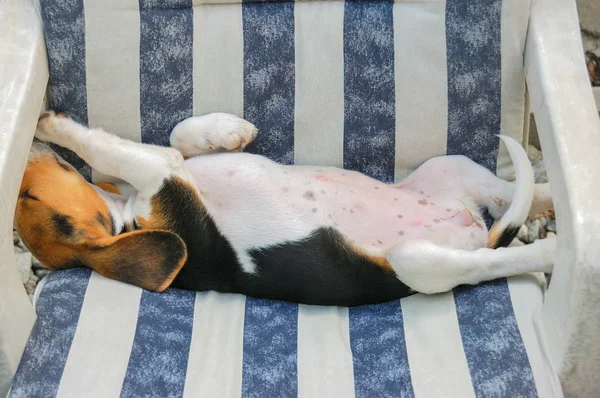 Beagle cachorro descansando en silla —  Fotos de Stock