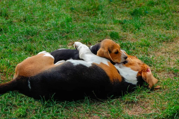 Beagles descansando no jardim — Fotografia de Stock