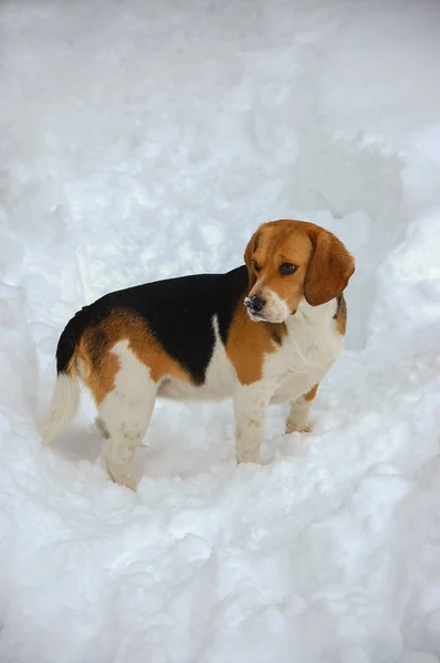 Beagle en el jardín nevado —  Fotos de Stock