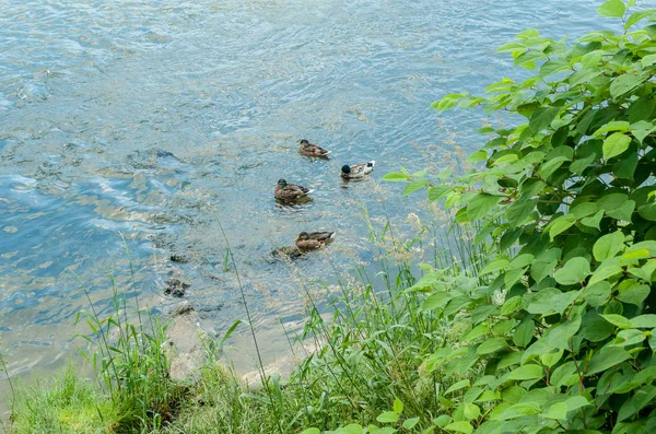 Eenden in de rivier — Stockfoto