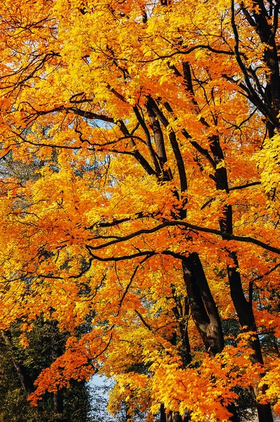 Φθινοπωρινό πάρκο με τα πολύχρωμα φύλλα — Φωτογραφία Αρχείου