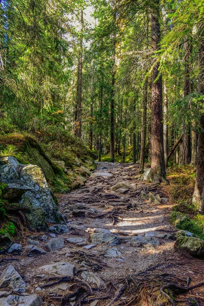 Szlak turystyczny w lesie, Słowacja — Zdjęcie stockowe