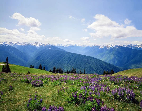 Hurrikán Ridge, Washington — Stock Fotó