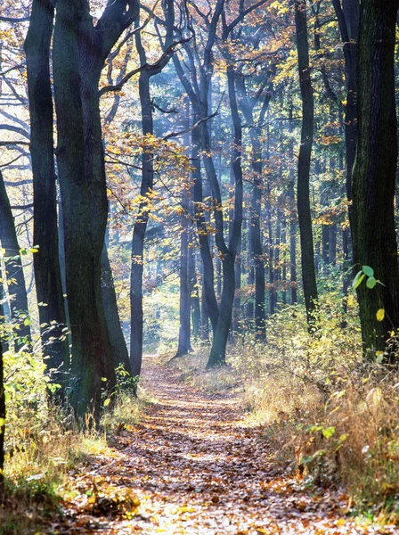 Bosque de otoño —  Fotos de Stock