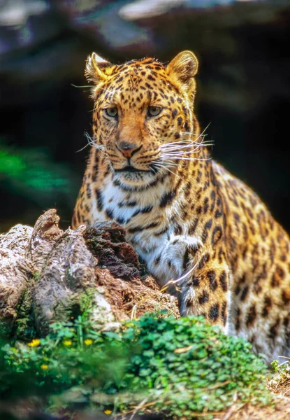 Jaguar — стокове фото