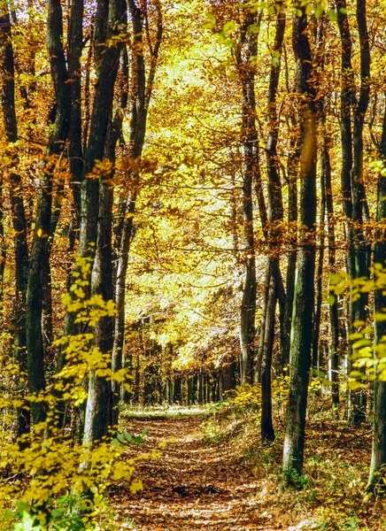 Outono na floresta — Fotografia de Stock