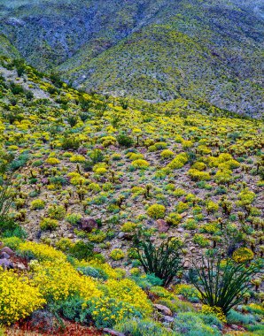 Mojave Çölü'bahar