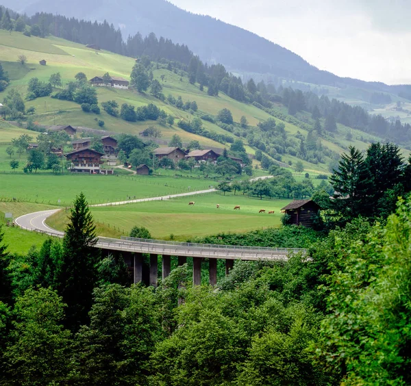 Osztrák Ország Táj Közúti Szarvasmarha — Stock Fotó