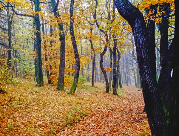 Forêt Automne Avec Sentier — Photo