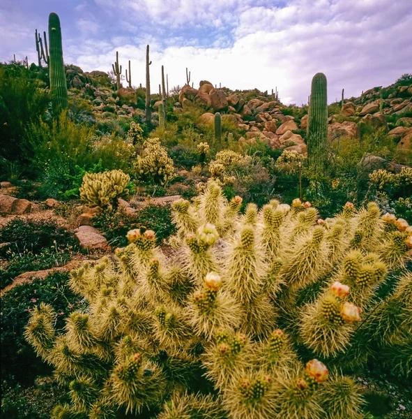Cholla Kaktüs Mojave Desert California — Stok fotoğraf