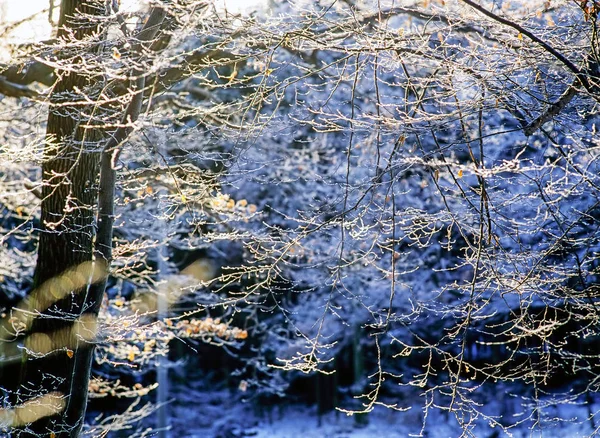 Winter Wald Mit Schnee Und Frost — Stockfoto