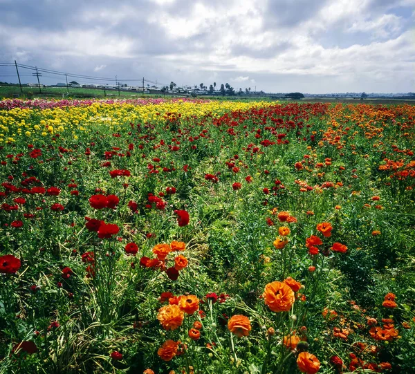 Flower field — Stock Photo, Image