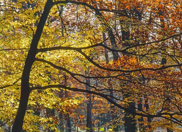 Bosque de otoño —  Fotos de Stock