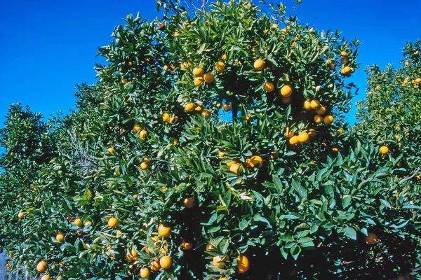 Plantación de naranja — Foto de Stock