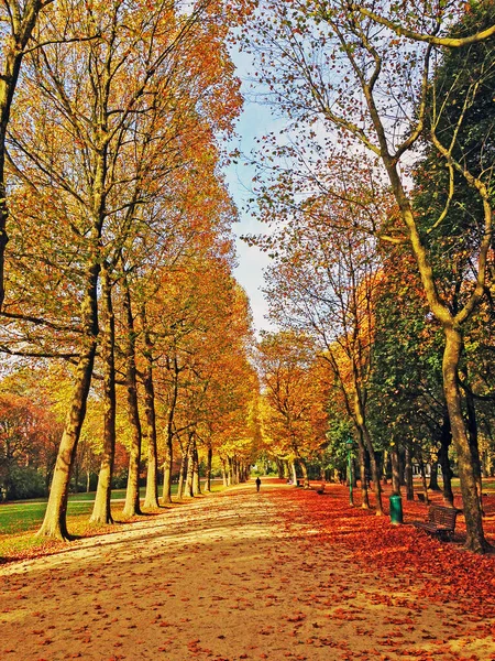 Πάρκο Φθινόπωρο Στις Βρυξέλλες Βέλγιο — Φωτογραφία Αρχείου
