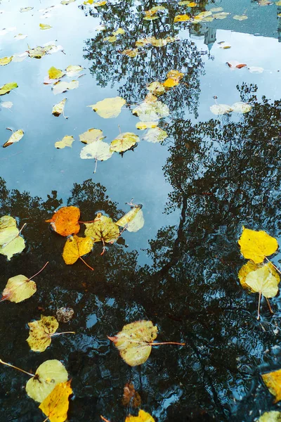 Autumn Leaves Pond — Stock Photo, Image