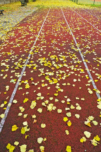 Pista Com Folhas Outono — Fotografia de Stock