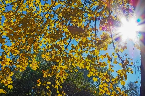 Herbstpark Mit Sonnenstrahlen — Stockfoto