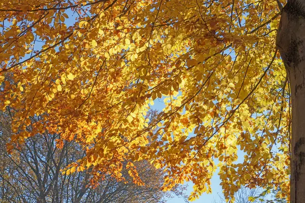 Herbstpark Mit Sonnenstrahlen — Stockfoto