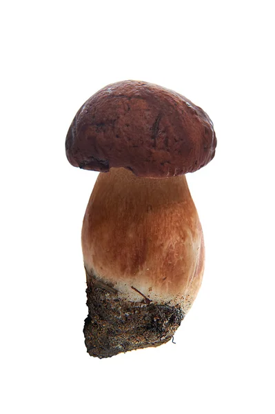 Mushroom on white background — Stock Photo, Image