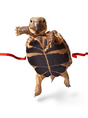 Bitiş çizgisine çapraz tarafından küçük kaplumbağa runner WINS