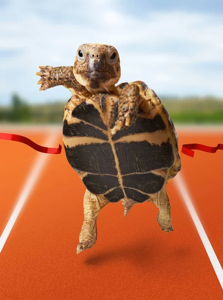 Petite tortue coureuse gagne en franchissant la ligne d'arrivée — Photo